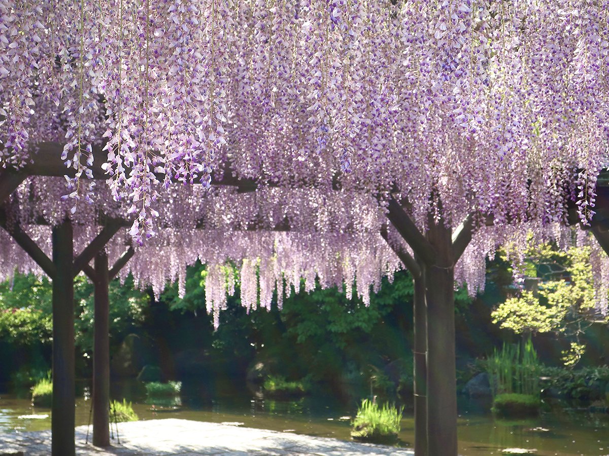 ⛩️ 니시아라이 다이시 소지지 (西新井大師 總持寺) 이미지 7